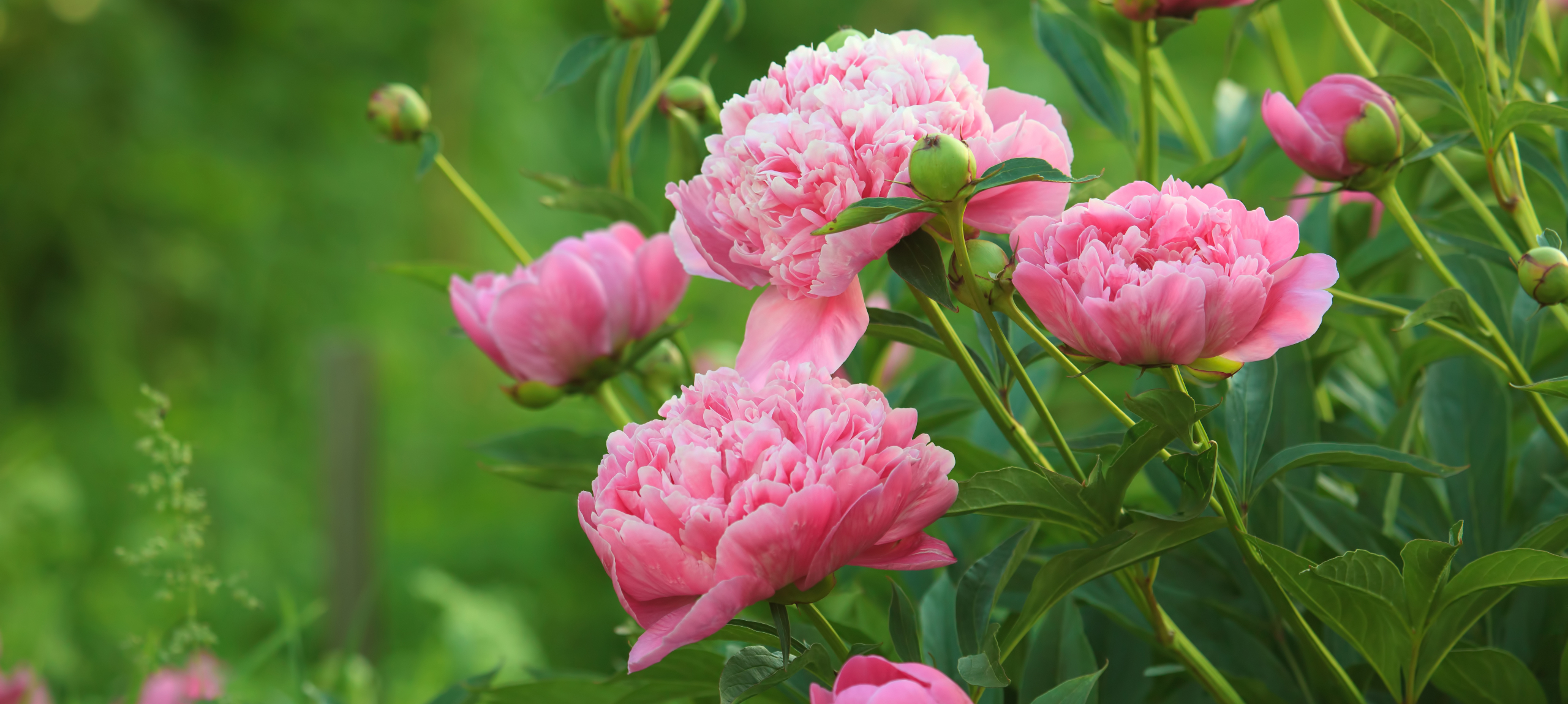 Cegléd - Hotel Aquarell - Majális az Aquarellben